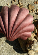 Small Velvet Shell Pillow